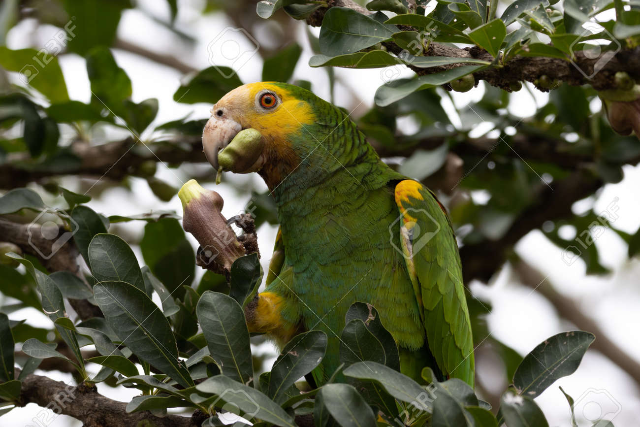 Yellow-Shouldered Amazon parrot on the tropical island of Bonaire, part of the Caribbean Netherlands. - 169539038 Yellow-Shouldered Amazon parrot on the tropical island of Bonaire, part of the Caribbean Netherlands. - 169539038