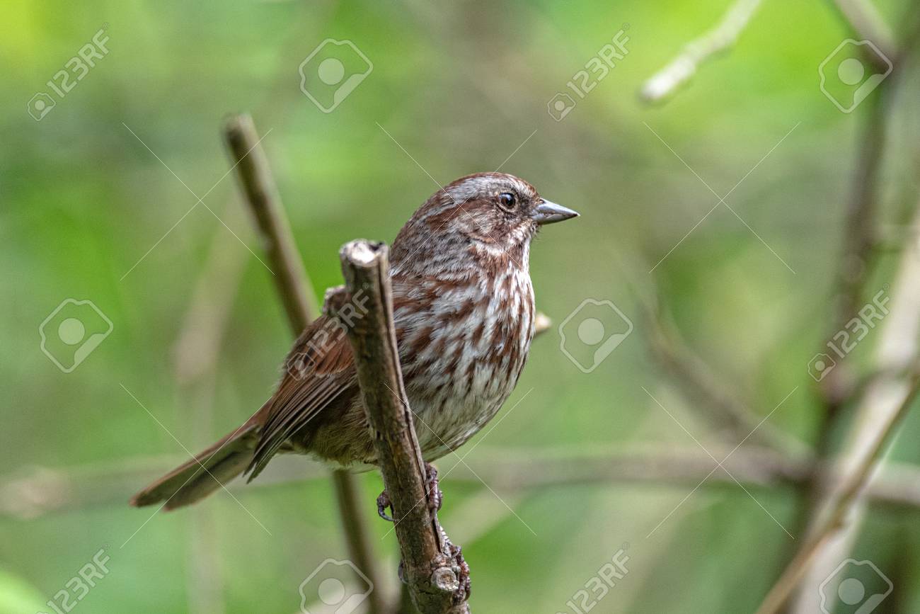 Song Sparrow Bird Stock Photo Picture And Royalty Free Image Image