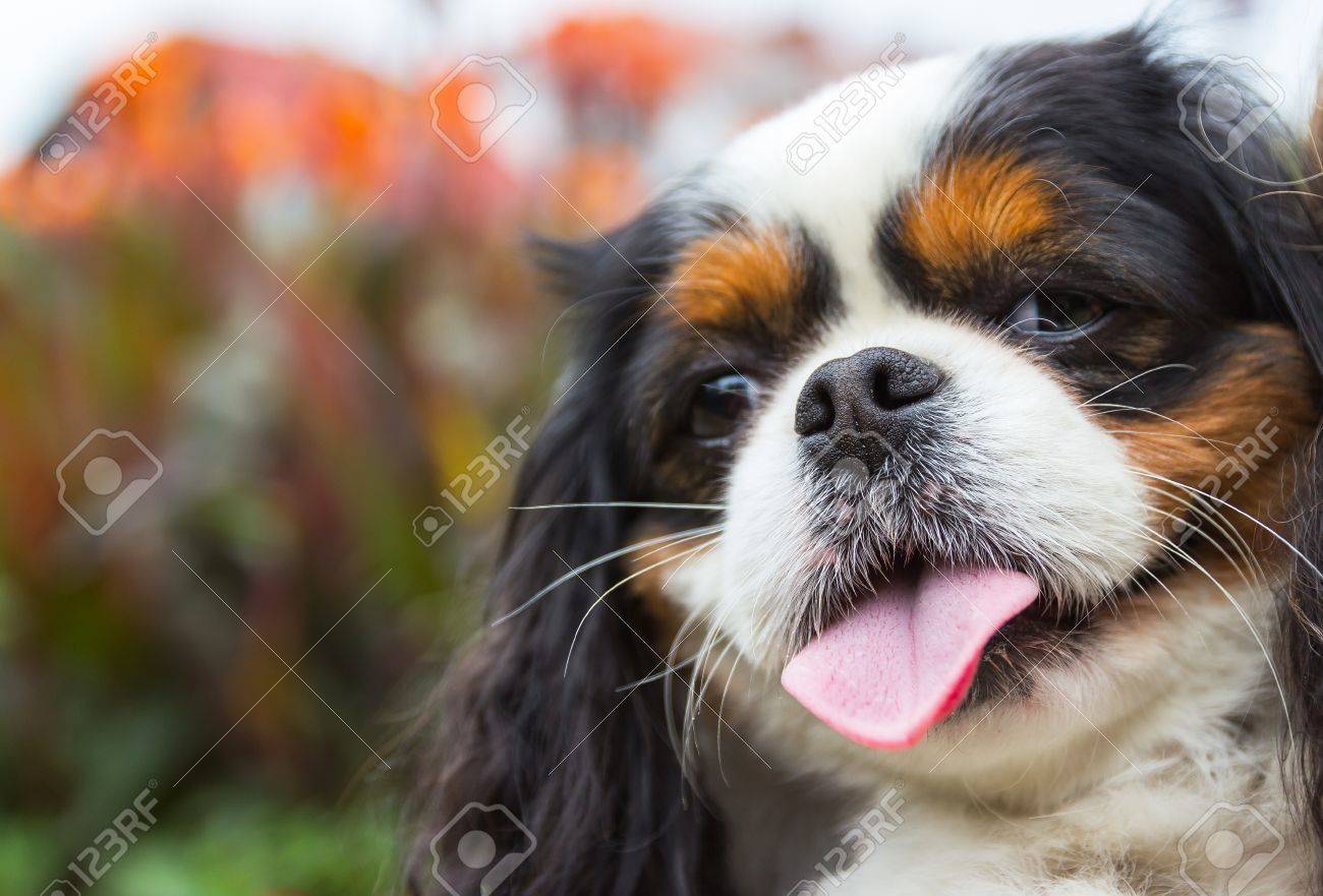 Head Close Up Of Cavalier King Charles Spaniel Dog And Blurred