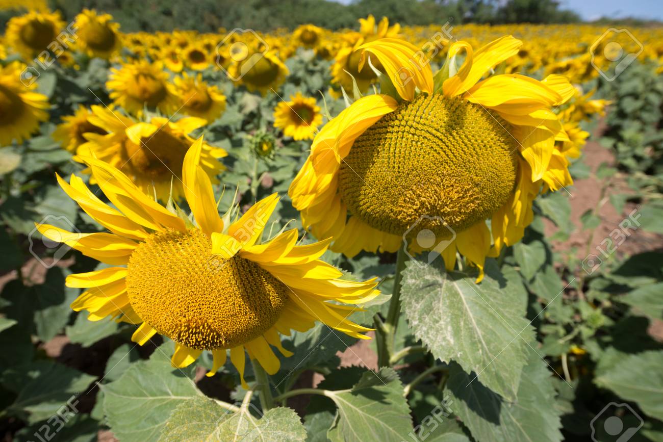 ひまわりの庭 ひまわりには 豊富な健康の利点があります ひまわり油は 皮膚健康を改善し 細胞の再生を促進します の写真素材 画像素材 Image 2406