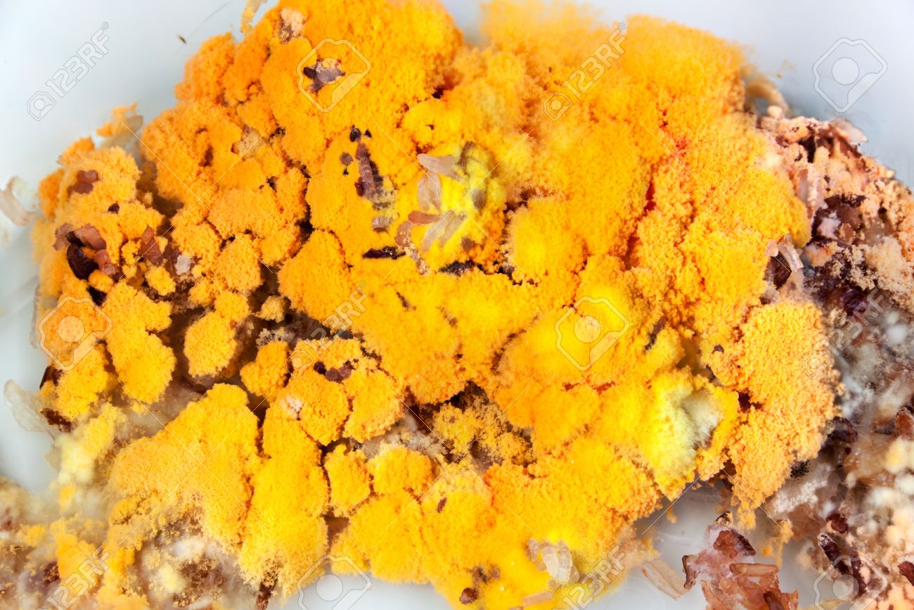 El Moho Que Crece Rápidamente En El Arroz Con Moho En Las Esporas De Color Amarillo Y Naranja Fotos, retratos, imágenes y fotografía de archivo libres de derecho. Image 57090467