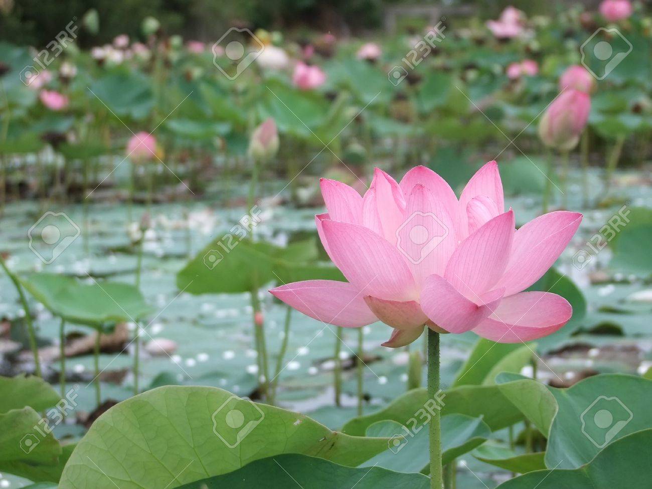 Fleur Rose Fleur De Lotus En Thaïlande