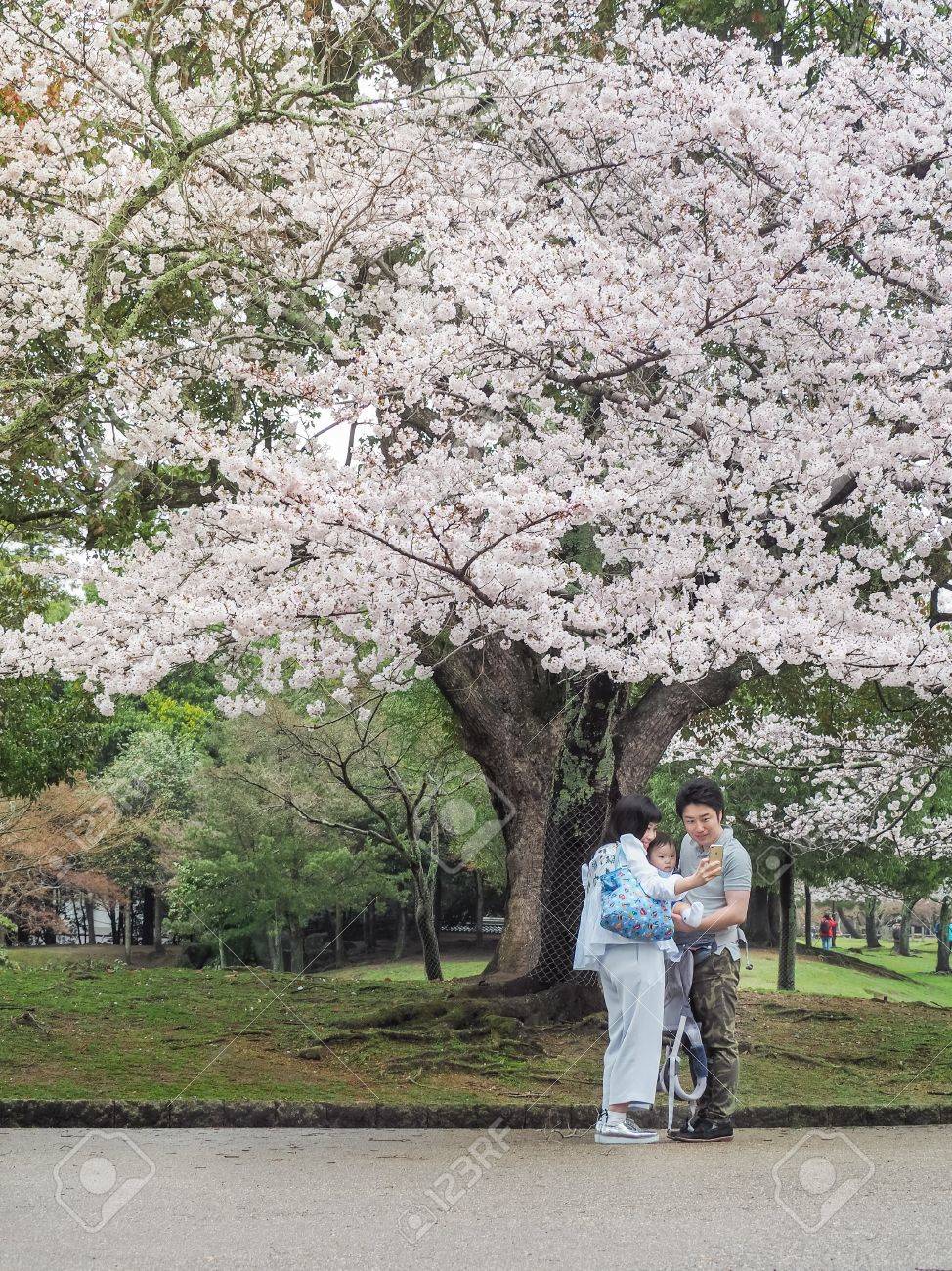 17 年 4 月 8 日 奈良県 奈良 Park They 公園桜まつり 花見 を楽しんででの日本人家族の幸せ お花見は 春を迎えて日本の伝統です この祭りは毎年 4 月の最初の週の間に利用可能です の写真素材 画像素材 Image
