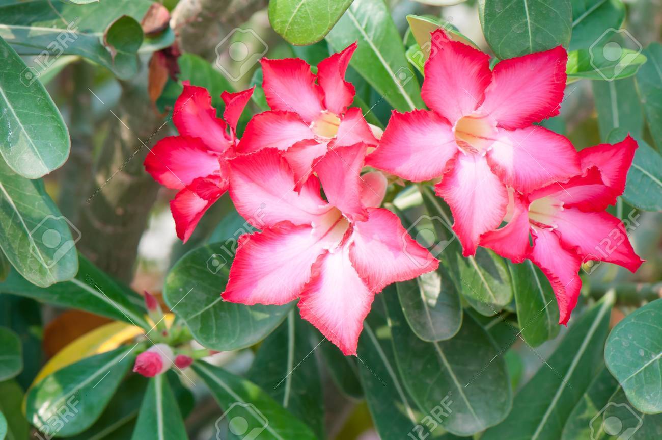 アデニウム花 の写真素材 画像素材 Image