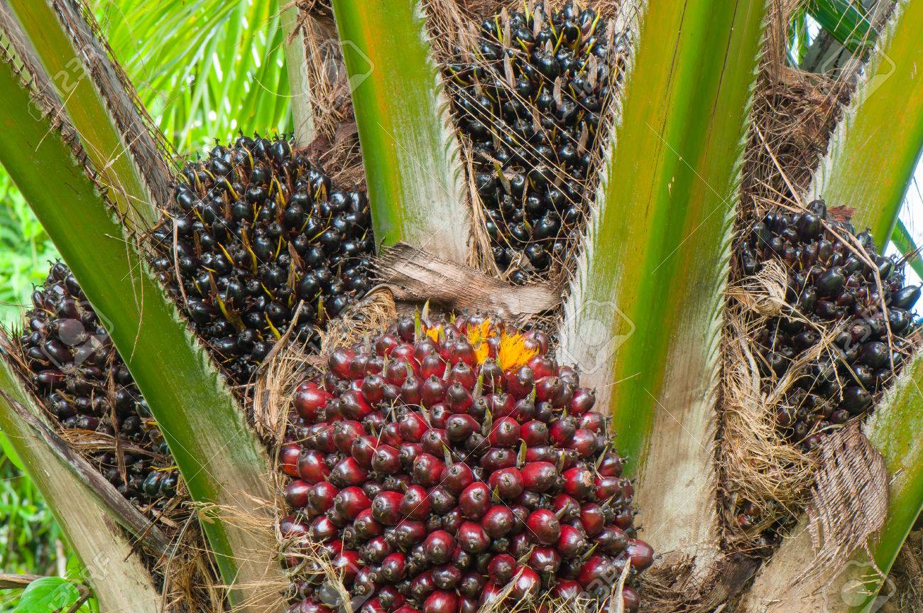 Image result for palm oil tree