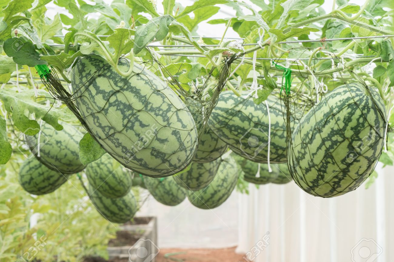 Watermelons in greenhouses: correct growing Watermelons in greenhouses: correct growing