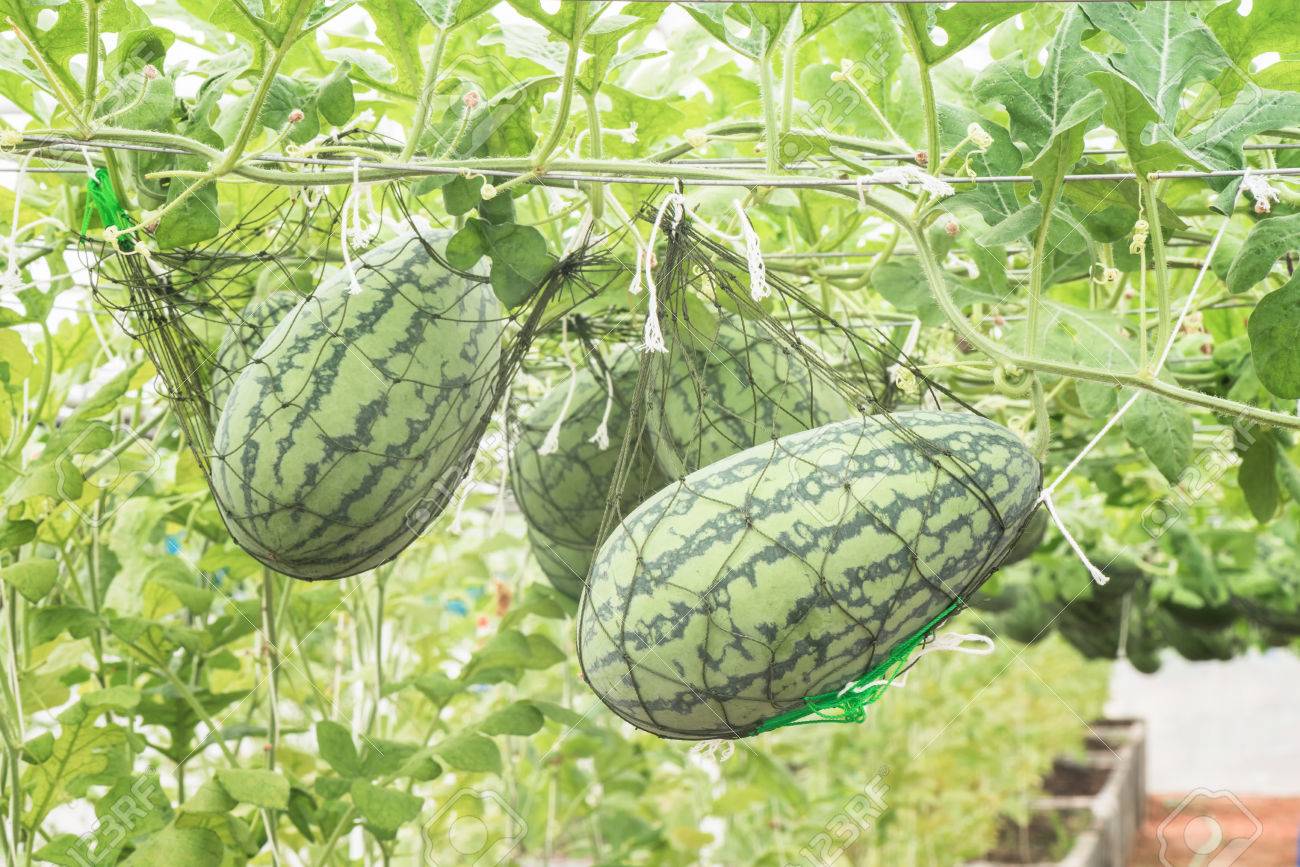 Watermelons in greenhouses: correct growing Watermelons in greenhouses: correct growing