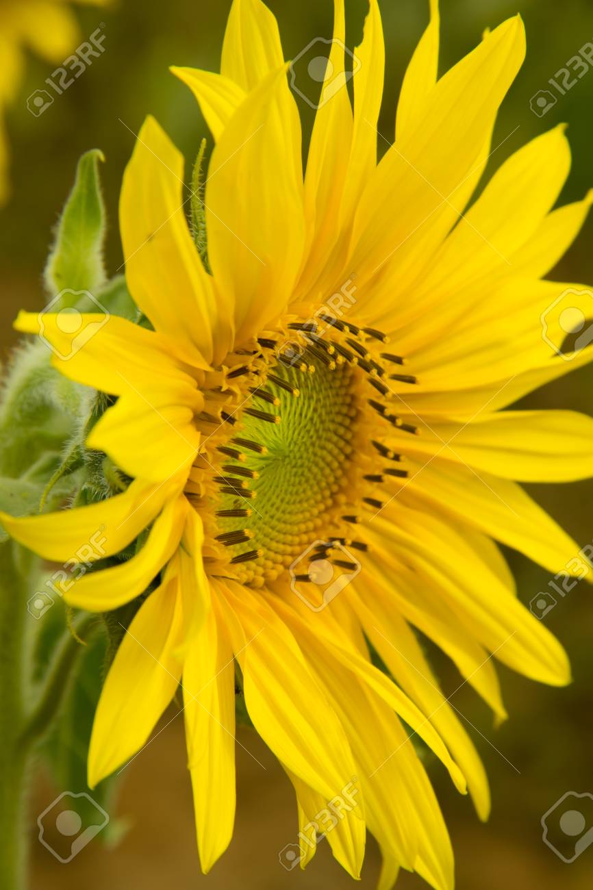 南西ブラジルの庭で成長している ひまわりの花詳細 の写真素材 画像素材 Image