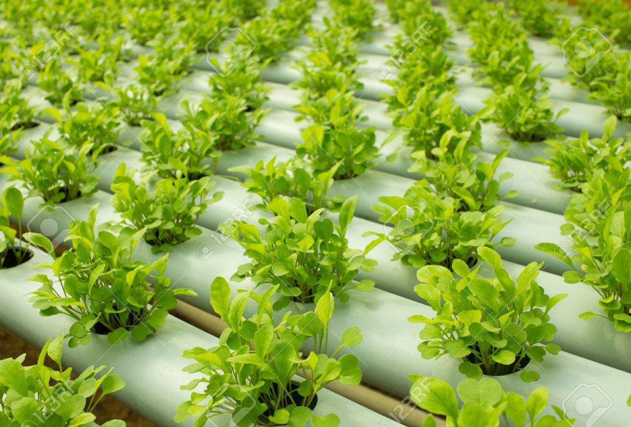 Hydroponic Plants 54 Hydroponic Plants 61