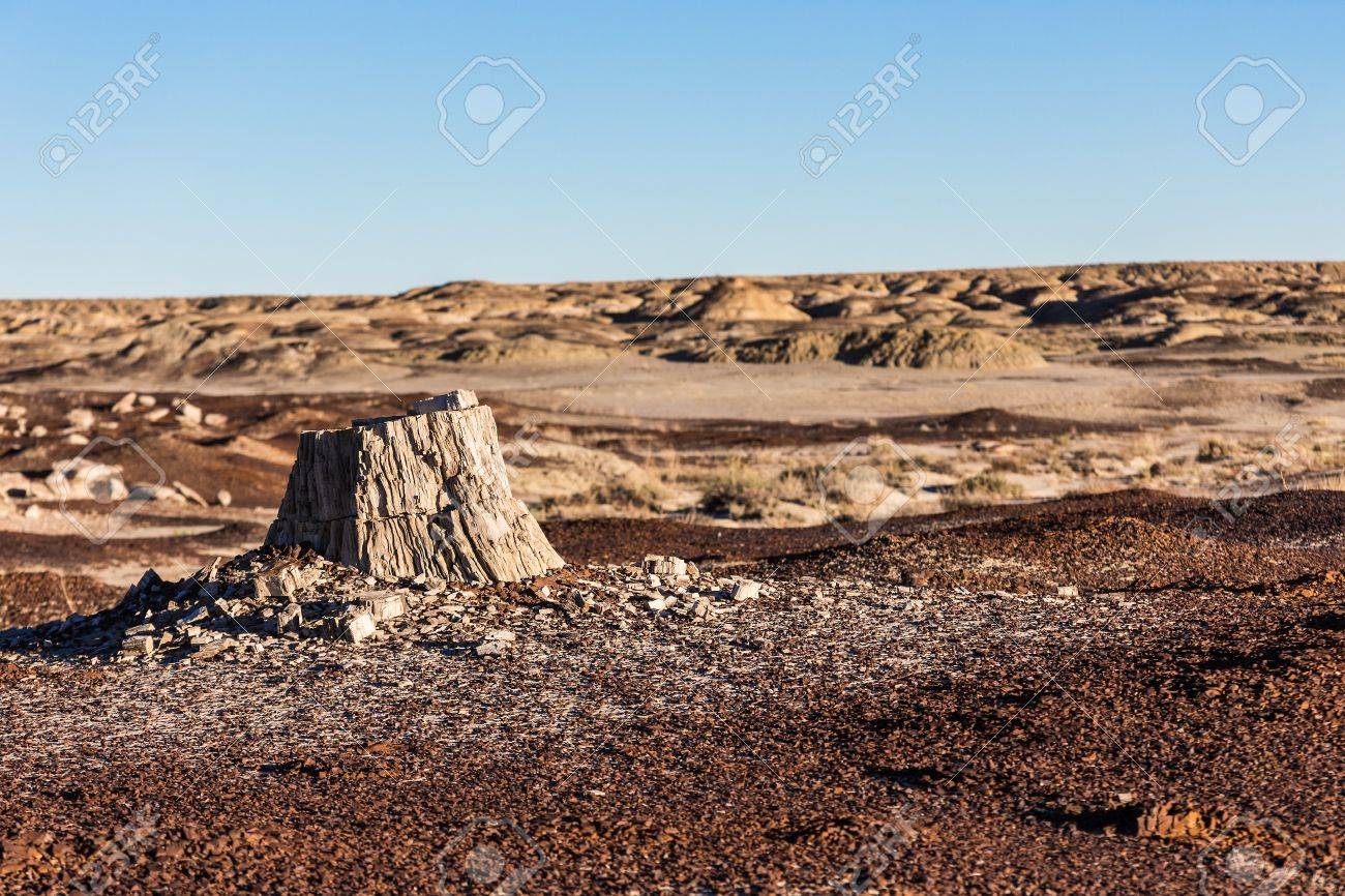 petrified wood in the desert climate change global warming stock