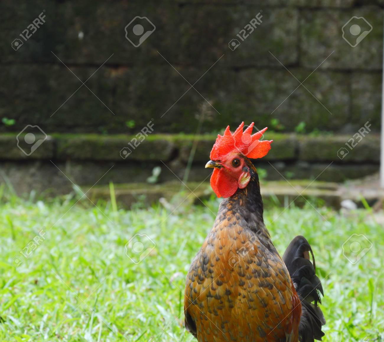 etiam-dictum-ipsum-a-felis