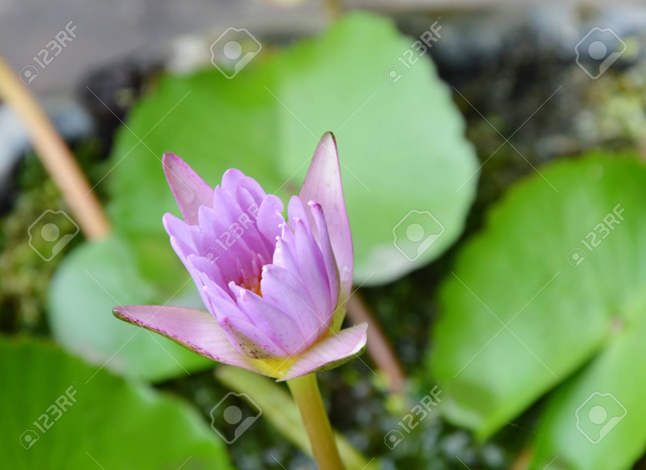 蓮睡蓮の花を閉じた花びらを公園 の写真素材 画像素材 Image