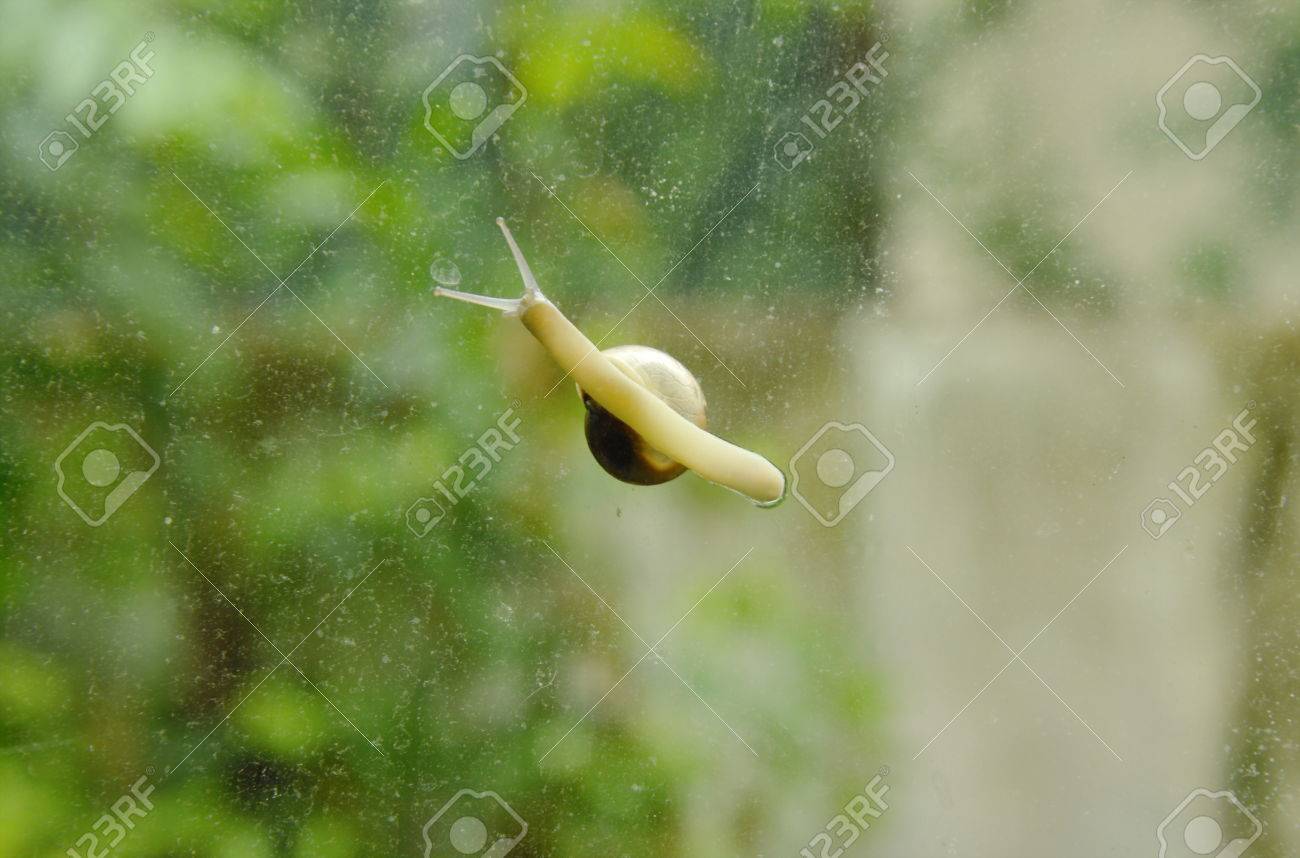 かたつむりが庭の背景とガラスのドアをゆっくりと這い の写真素材 画像素材 Image