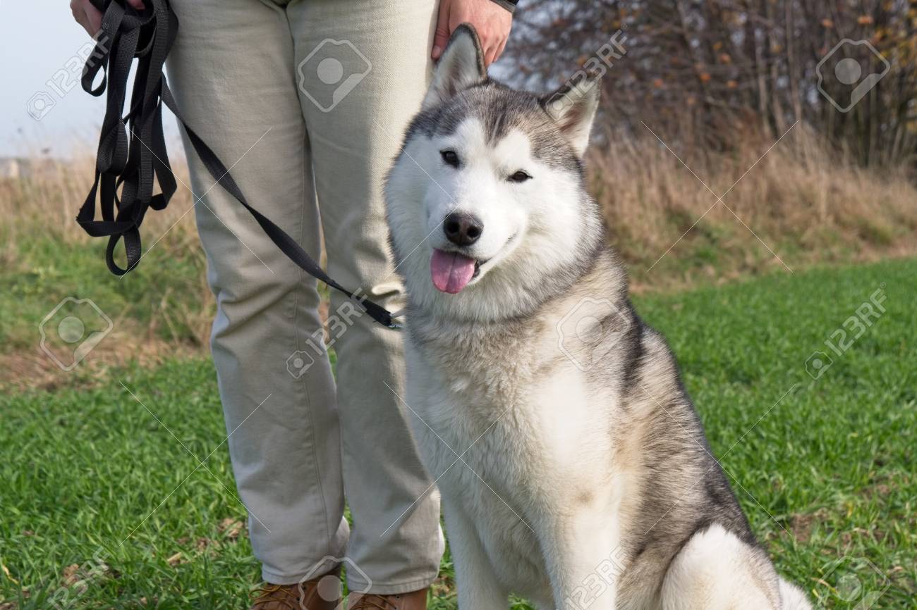 airedale terrier haircut