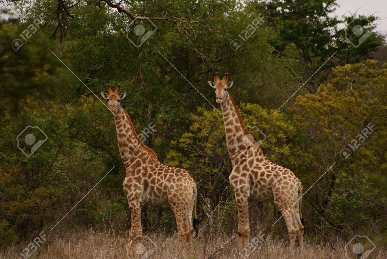 キリンが 2 頭の写真素材・画像素材 Image 10606582 