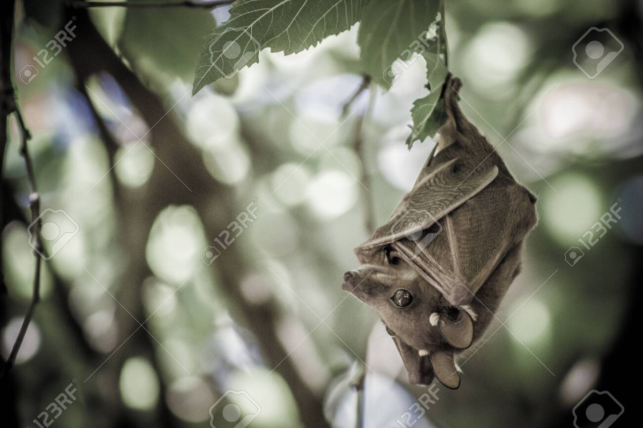 etiam-dictum-ipsum-a-felis