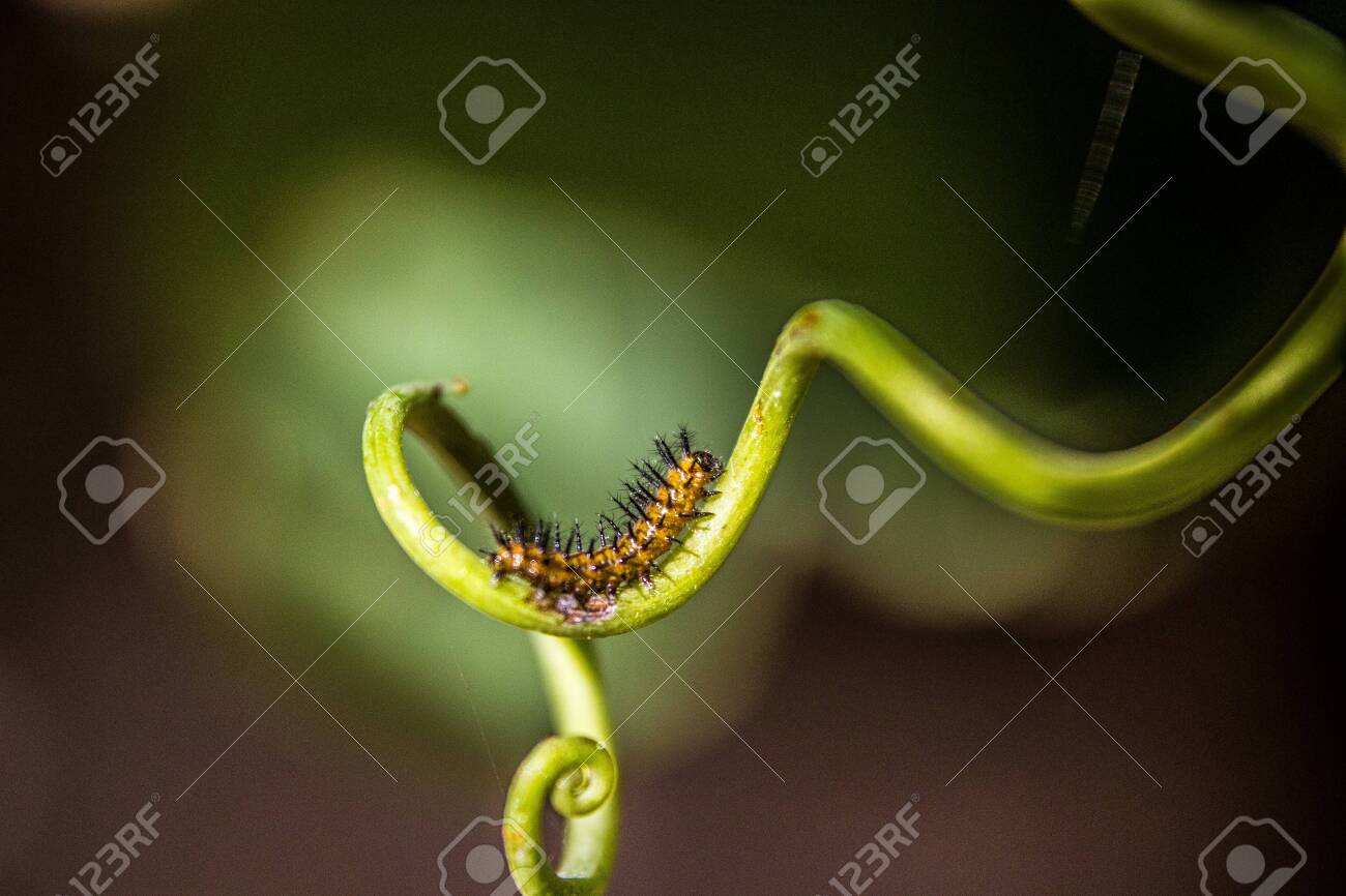 etiam-dictum-ipsum-a-felis