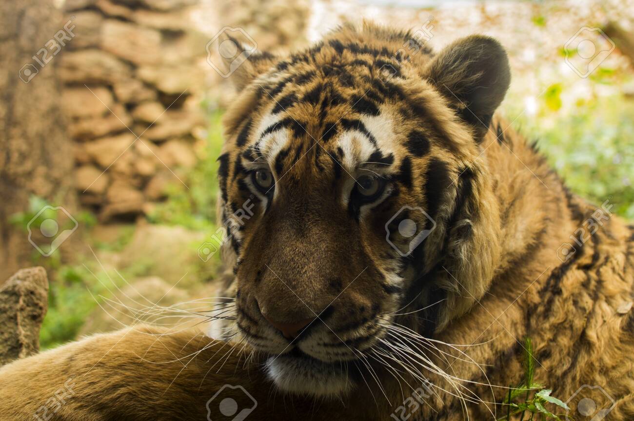 The Tiger Is The Largest Of The Four Big Cats, It Is A Very Beautiful And The Tiger Is The Largest Of The Four Big Cats, It Is A Very Beautiful And
