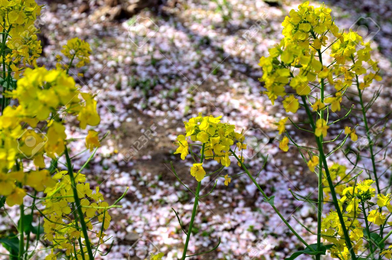 菜の花と桜の花びら の写真素材 画像素材 Image