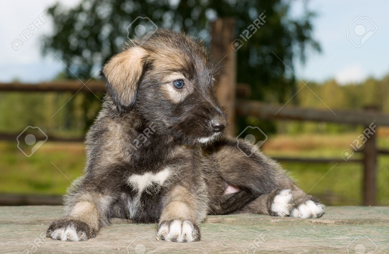 white irish wolfhound puppies