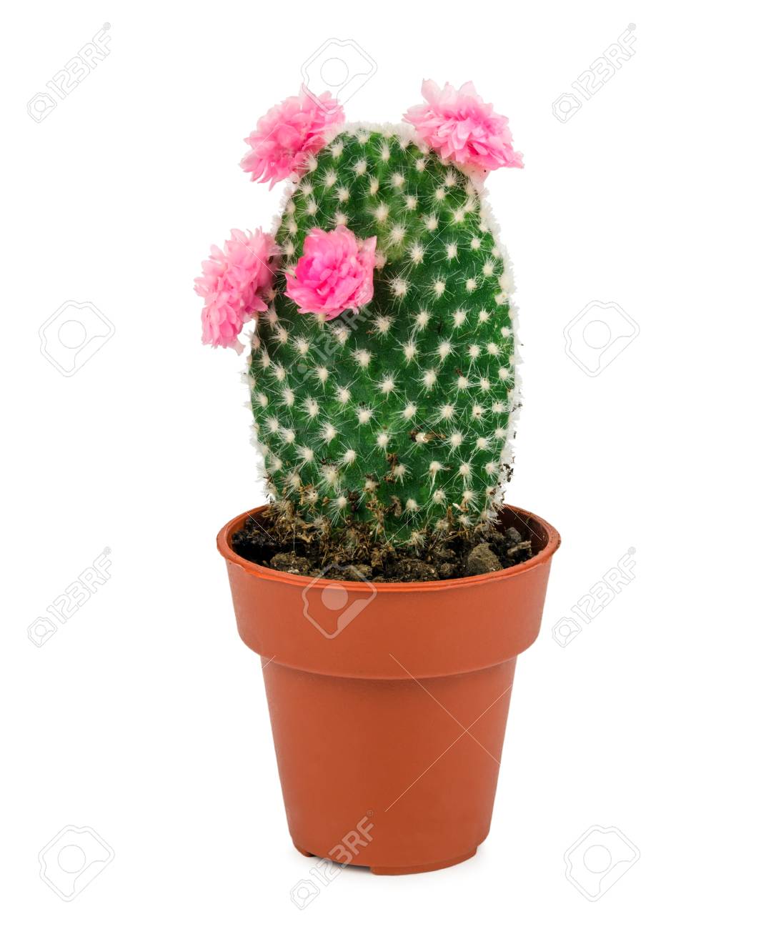 Cactus Du Désert Avec Fleur Rose Isolé Sur Fond Blanc