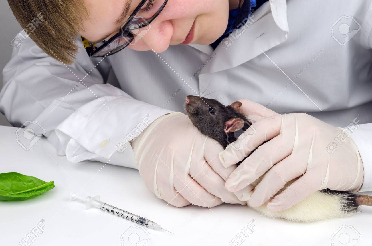 science diet digestive care canned dog food