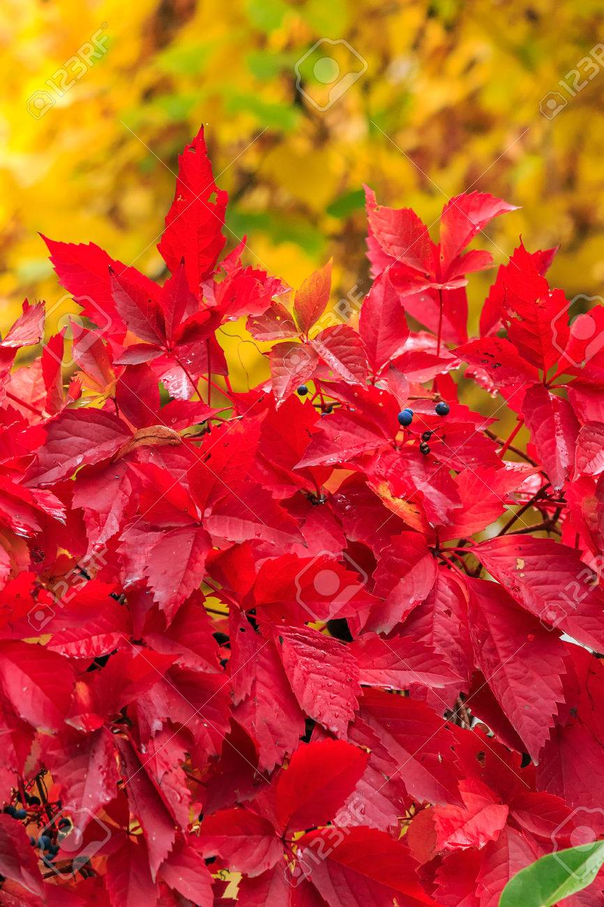 黄色葉の背景に赤い葉と青い果実を持つ植物を登山 の写真素材 画像素材 Image