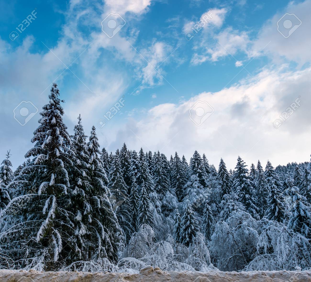 snow covered spruce forest in winter amazing nature scenery stock