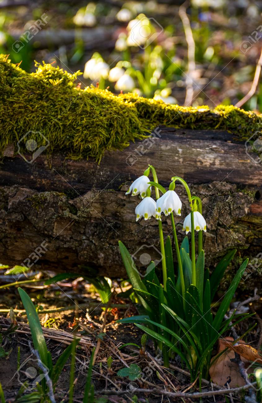 Springtimeforest で倒れた木の近く白い春スノーフレークの咲きます Leucojum Vernum または Loddon リリー夏雪の結晶 スノーフレークとも呼ばれます の写真素材 画像素材 Image