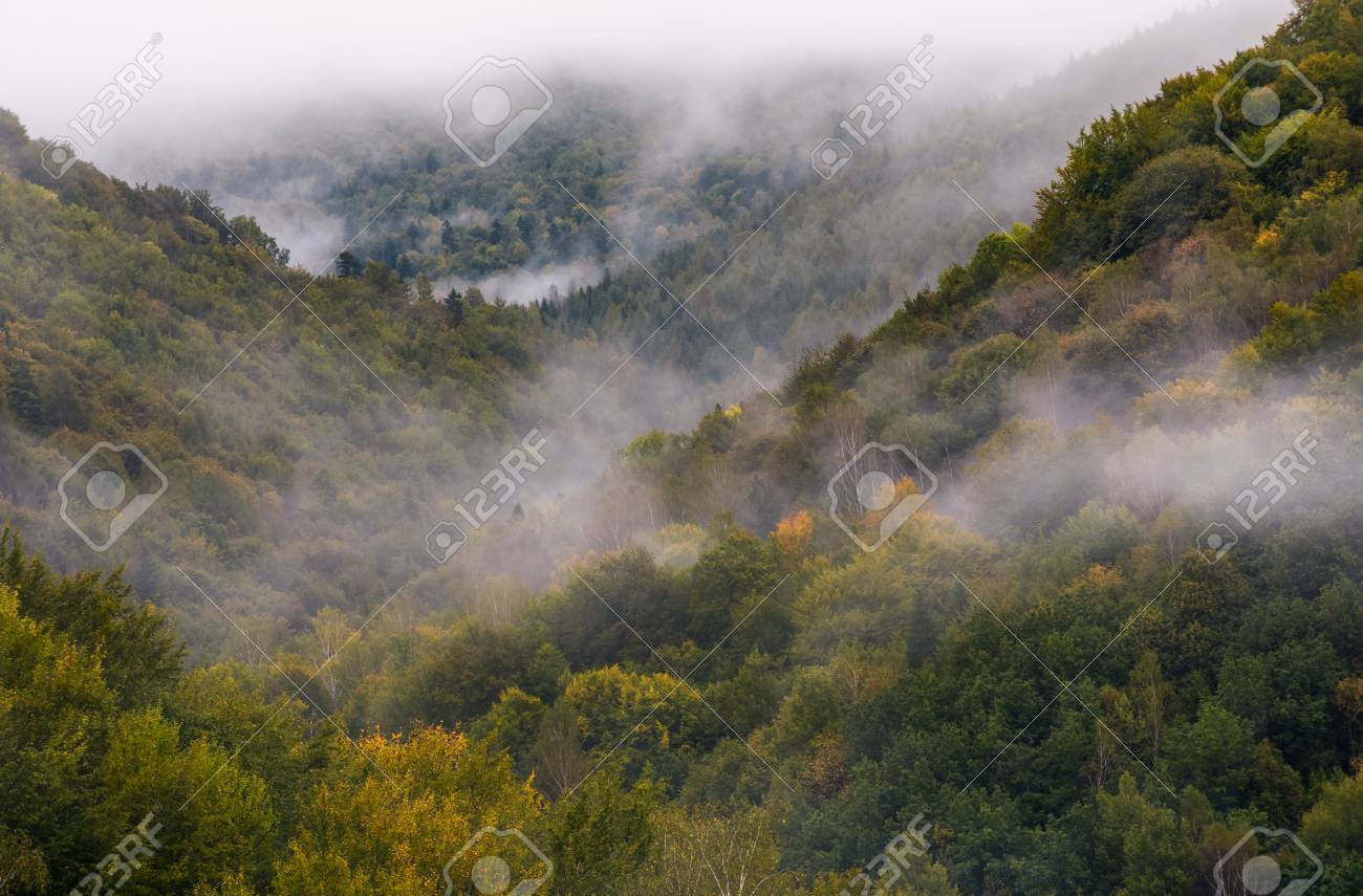 Morning Fog Over The Ancient Forest. Beautiful Nature Background Stock  Photo, Picture and Royalty Free Image. Image 93262092., image size:1300x855