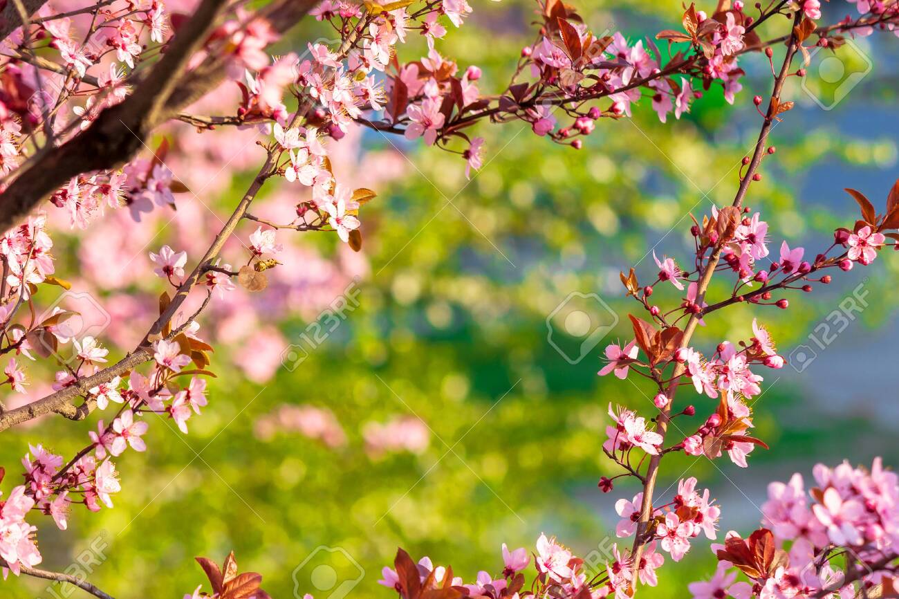 Apple Branch In Pik Blossom Beautiful Nature Background On A Sunny Day In Spring Blurred Background Stock Photo Picture And Royalty Free Image Image 144283893