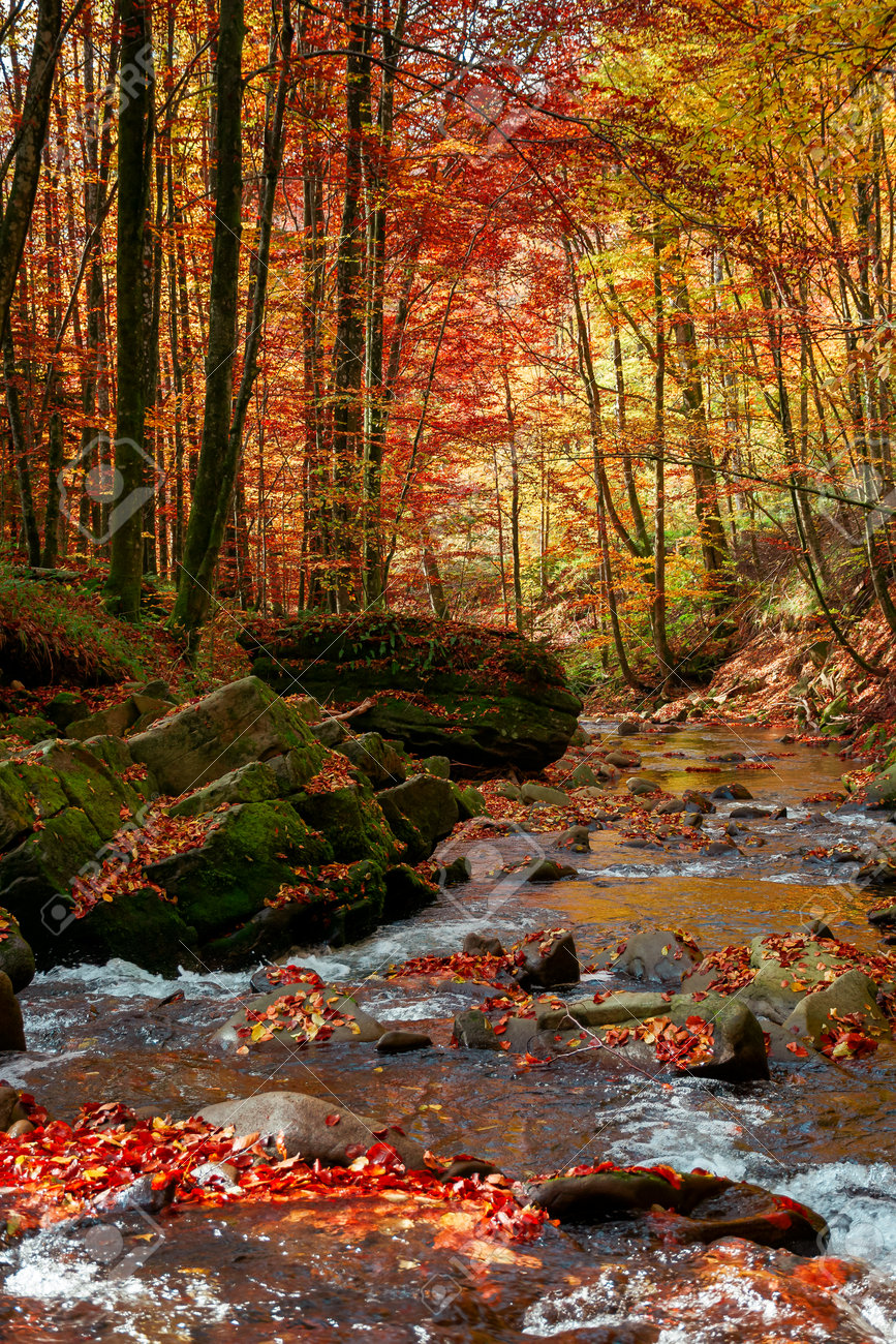 川と秋の風景。秋の美しい自然の風景。急速な流れの岸にある色とりどり