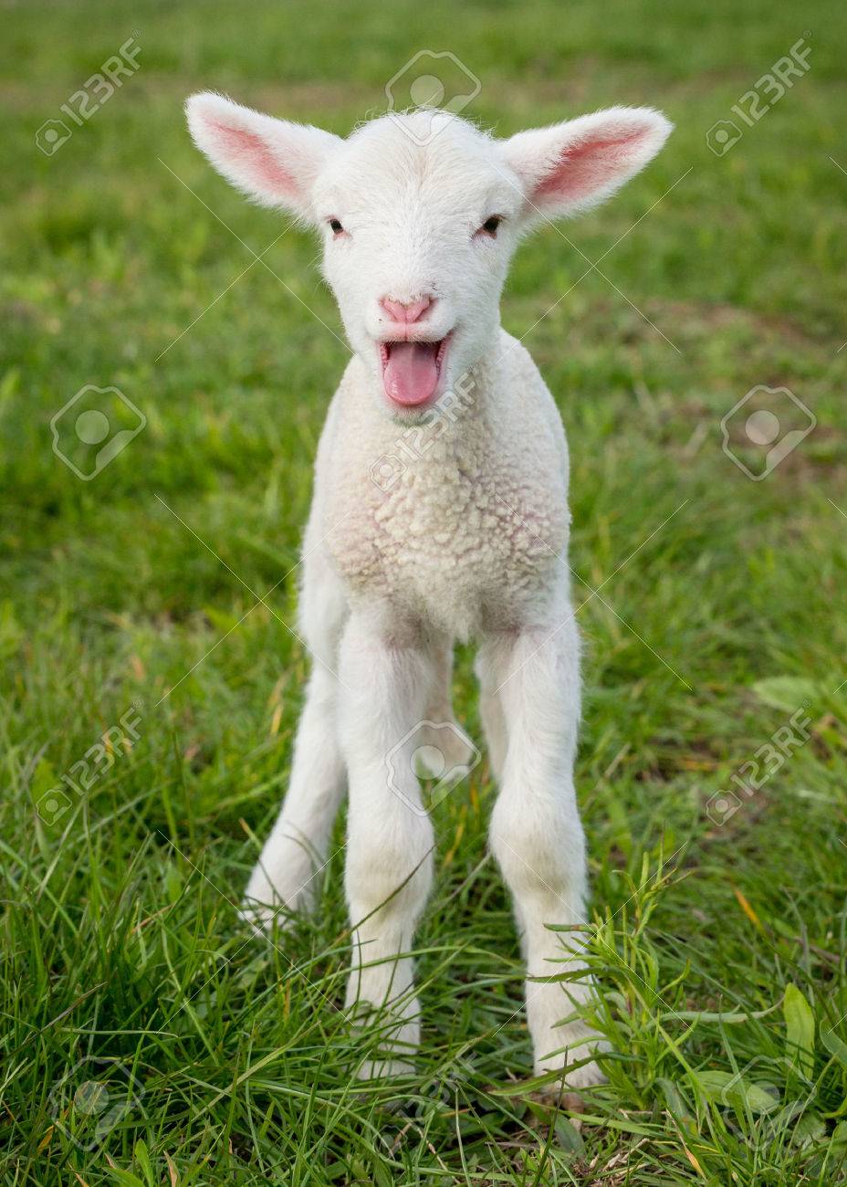 A White Suffolk Lamb A Few Days Old Standing On The Grass Stock Photo Picture And Royalty Free Image Image
