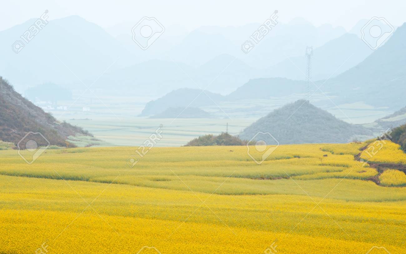 Luoping レイプ、中国の写真素材・画像素材 Image 12856392