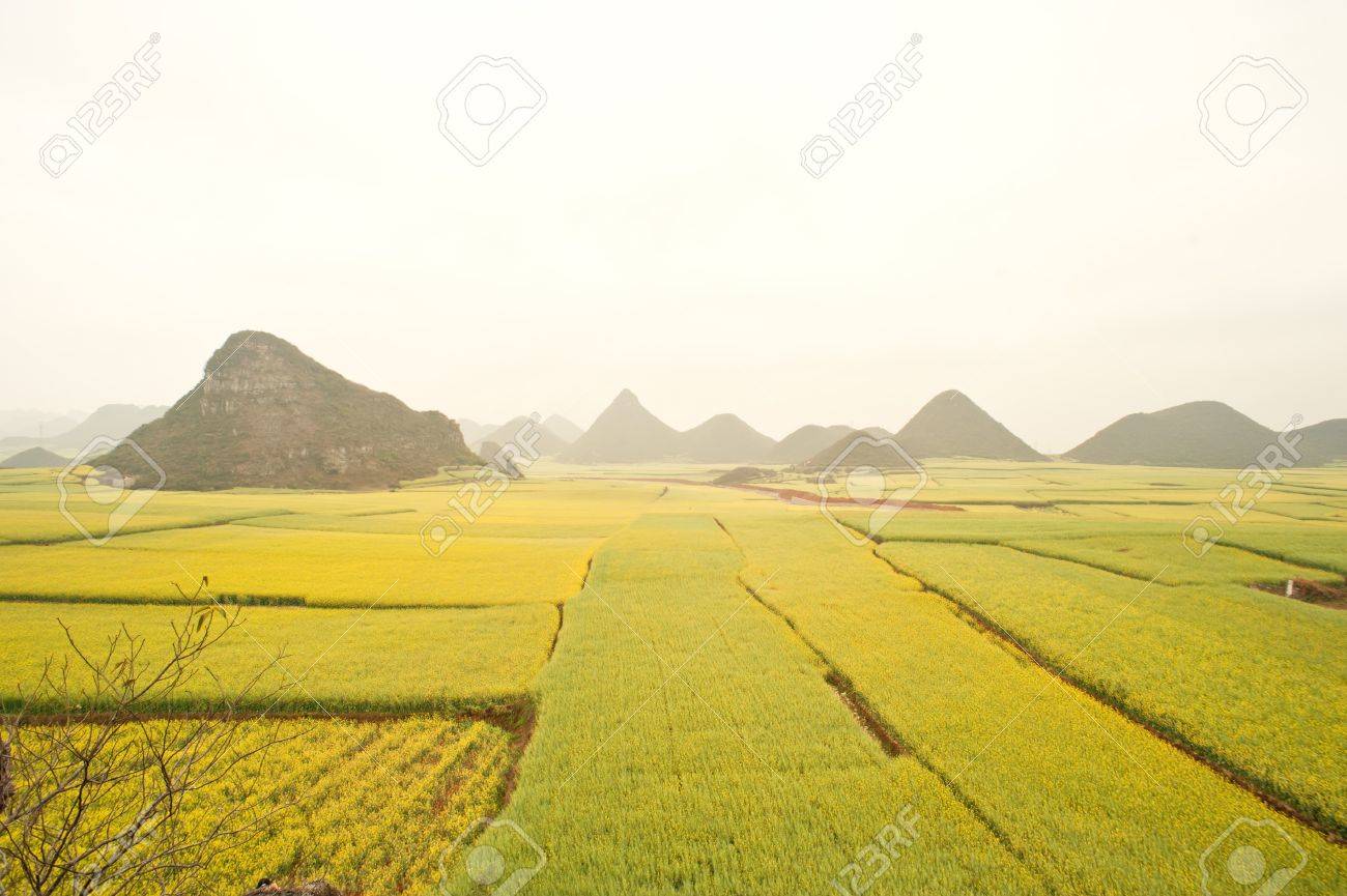 Luoping レイプ、中国の写真素材・画像素材 Image 12856398