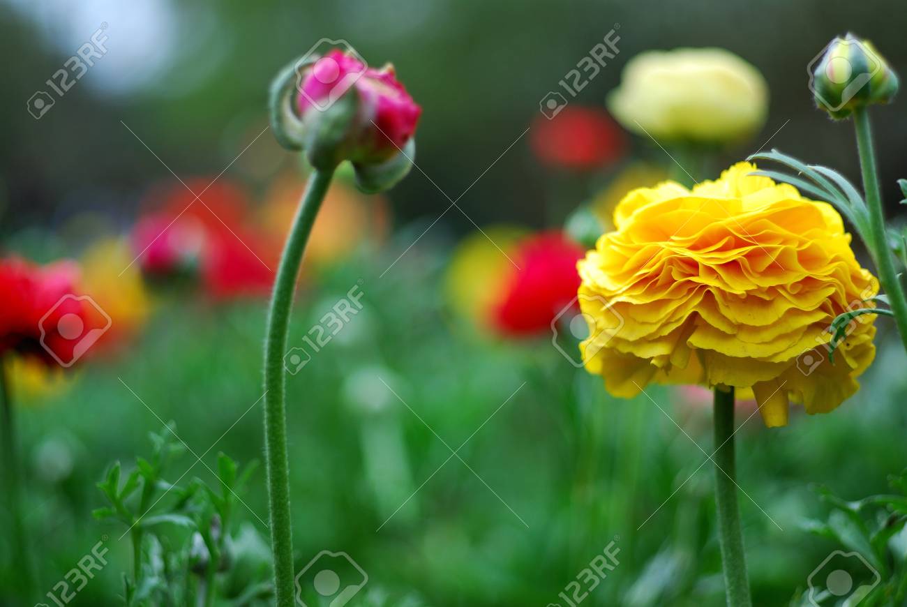 etiam-dictum-ipsum-a-felis