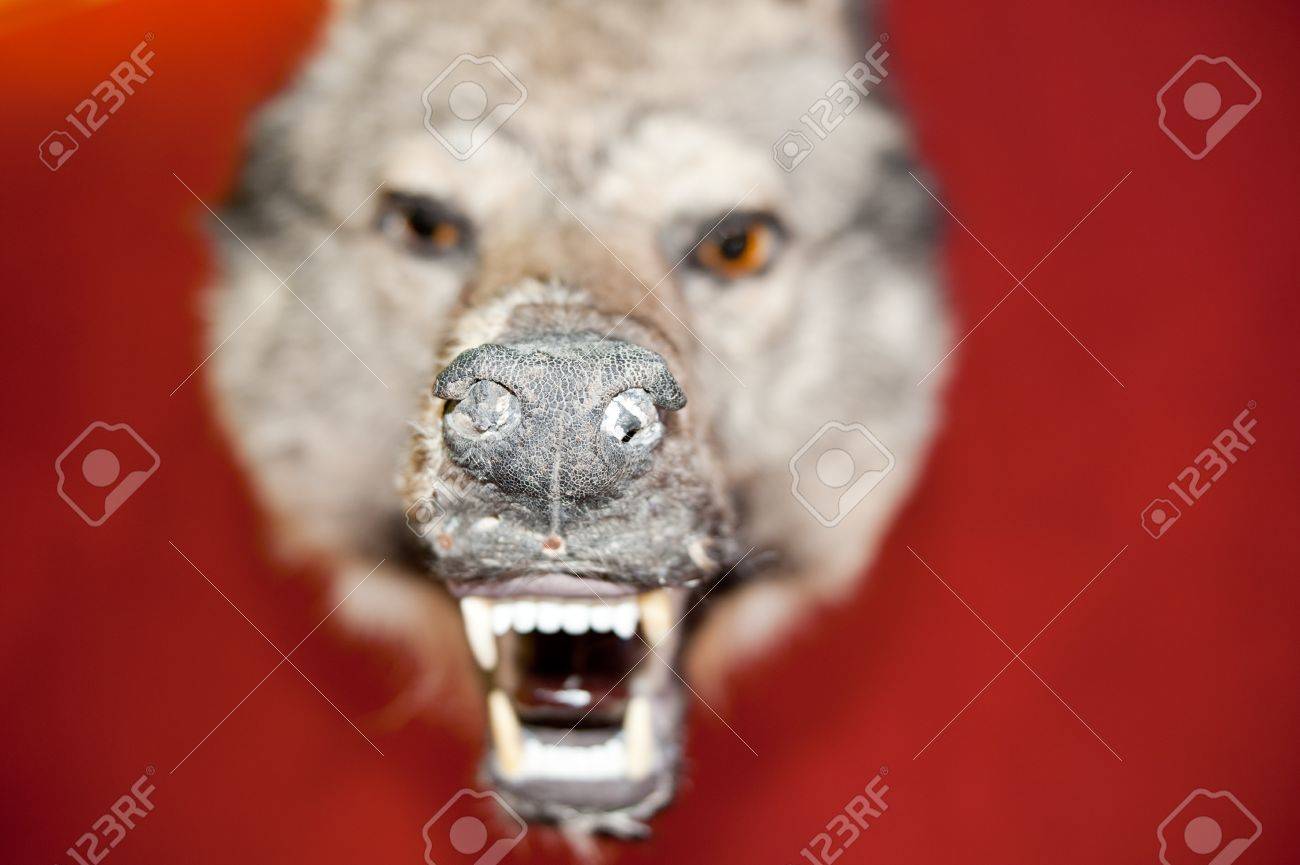 etiam-dictum-ipsum-a-felis