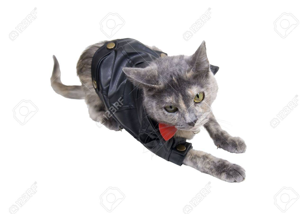 cat leather jacket