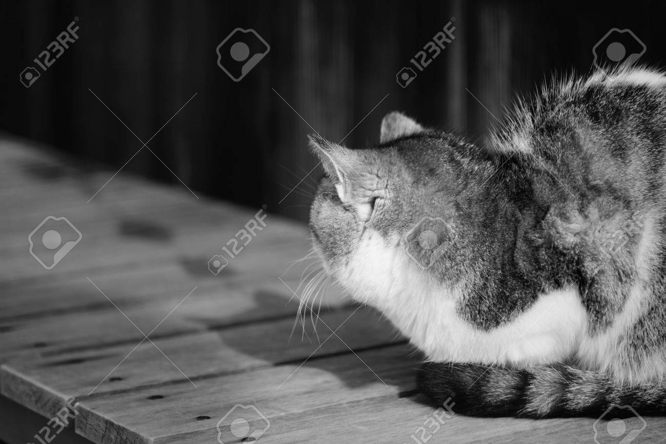 Old Chubby Chat Regarder En Arrière Et Ignorer Photographe Noir Et Haut Blanc Clé