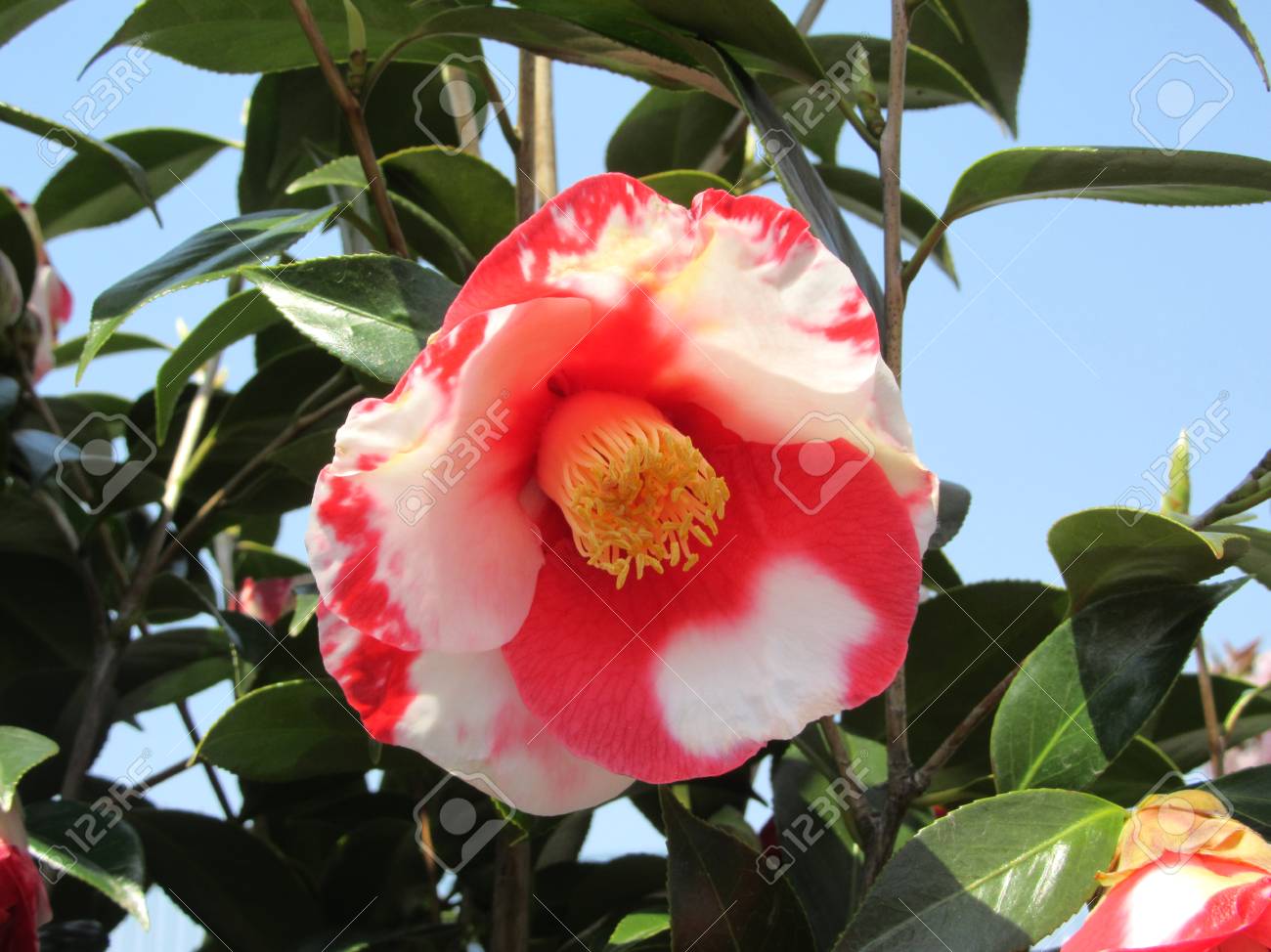 椿の花 の写真素材 画像素材 Image