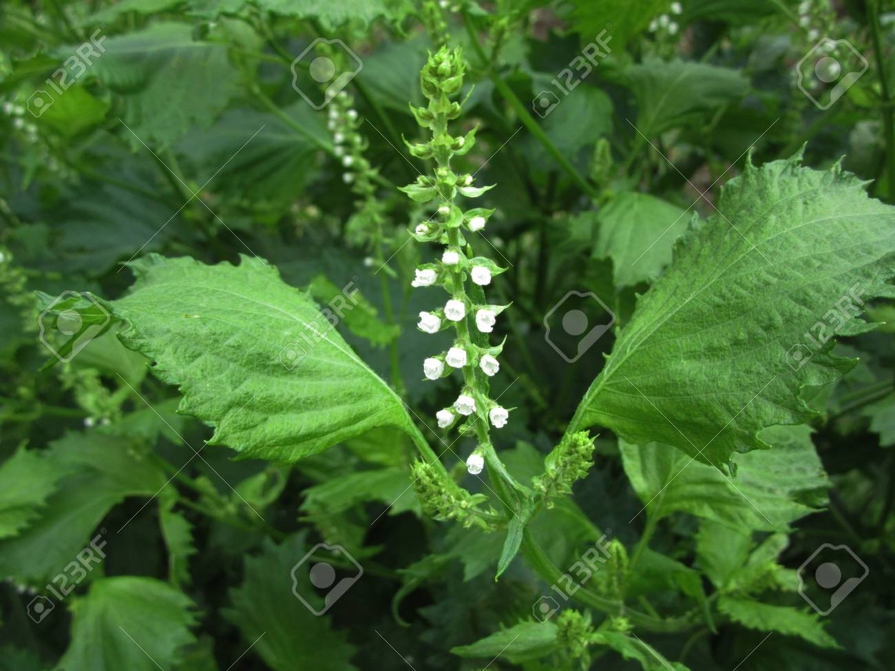 青紫蘇の花 の写真素材 画像素材 Image