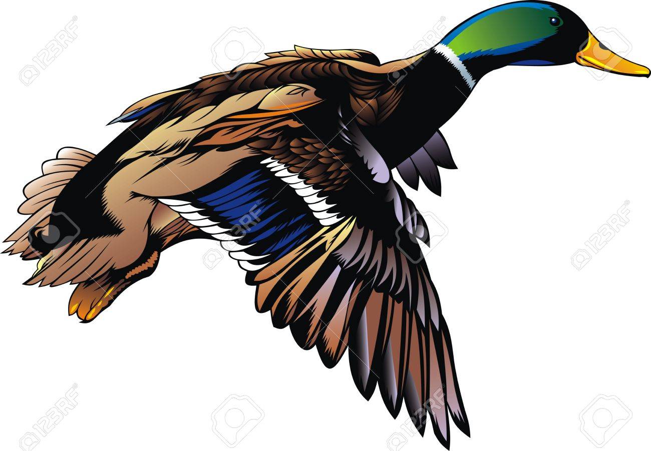 wild duck flying isolated on the white background - 38367947 wild duck flying isolated on the white background - 38367947