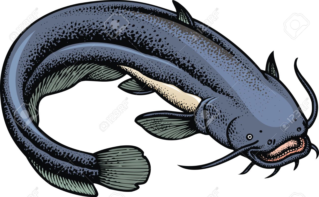 白い背景に分離された大きなナマズのイラスト素材 ベクタ Image