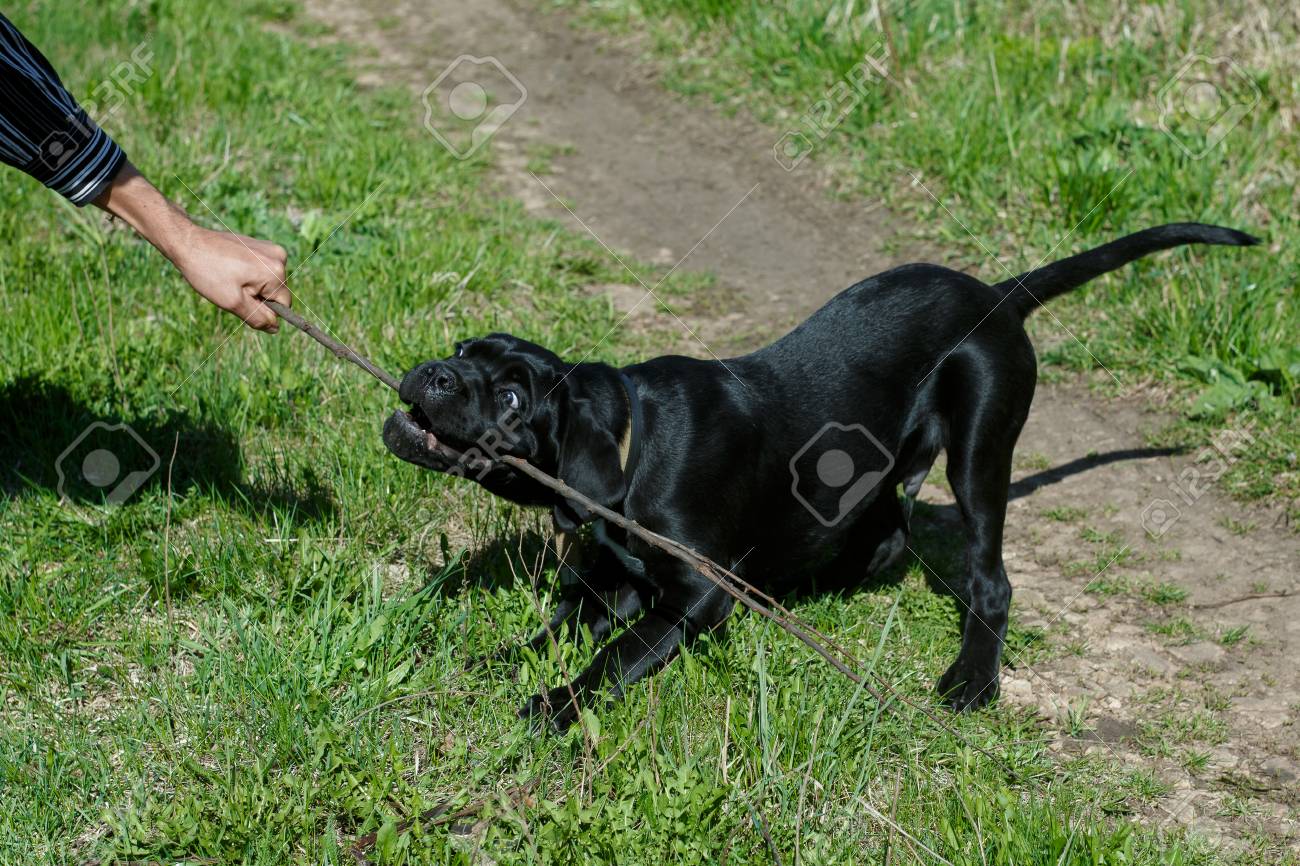 Puppy Cane Corso Italian Mastiff Black Color On The Background