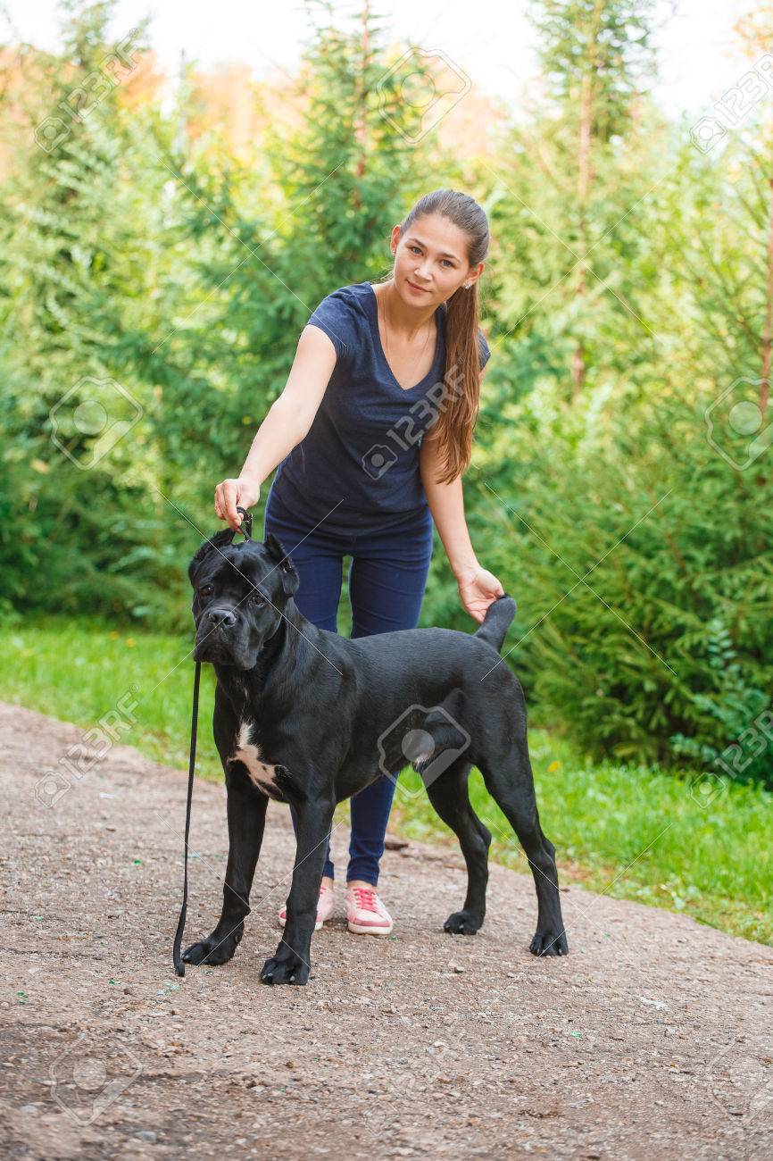 杖コルソ イタリア犬とハンドラー の写真素材 画像素材 Image