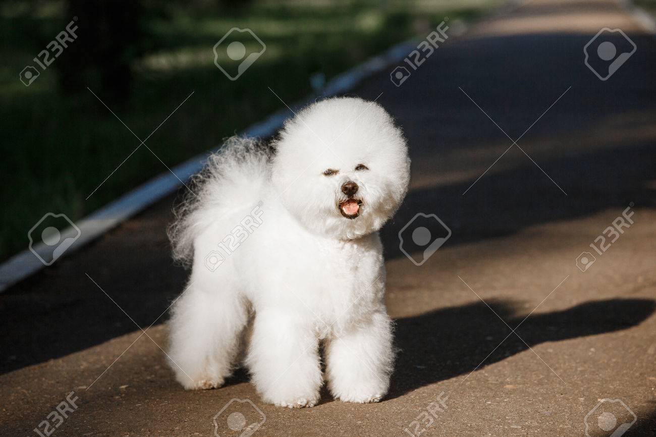 自然の背景に白い被毛を持つ犬ビションフリーゼ の写真素材 画像素材 Image