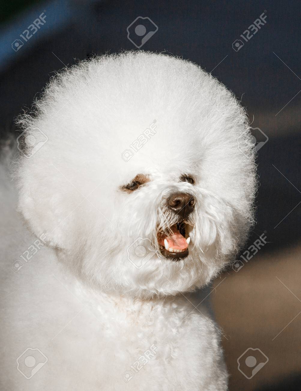 bichon frise coat
