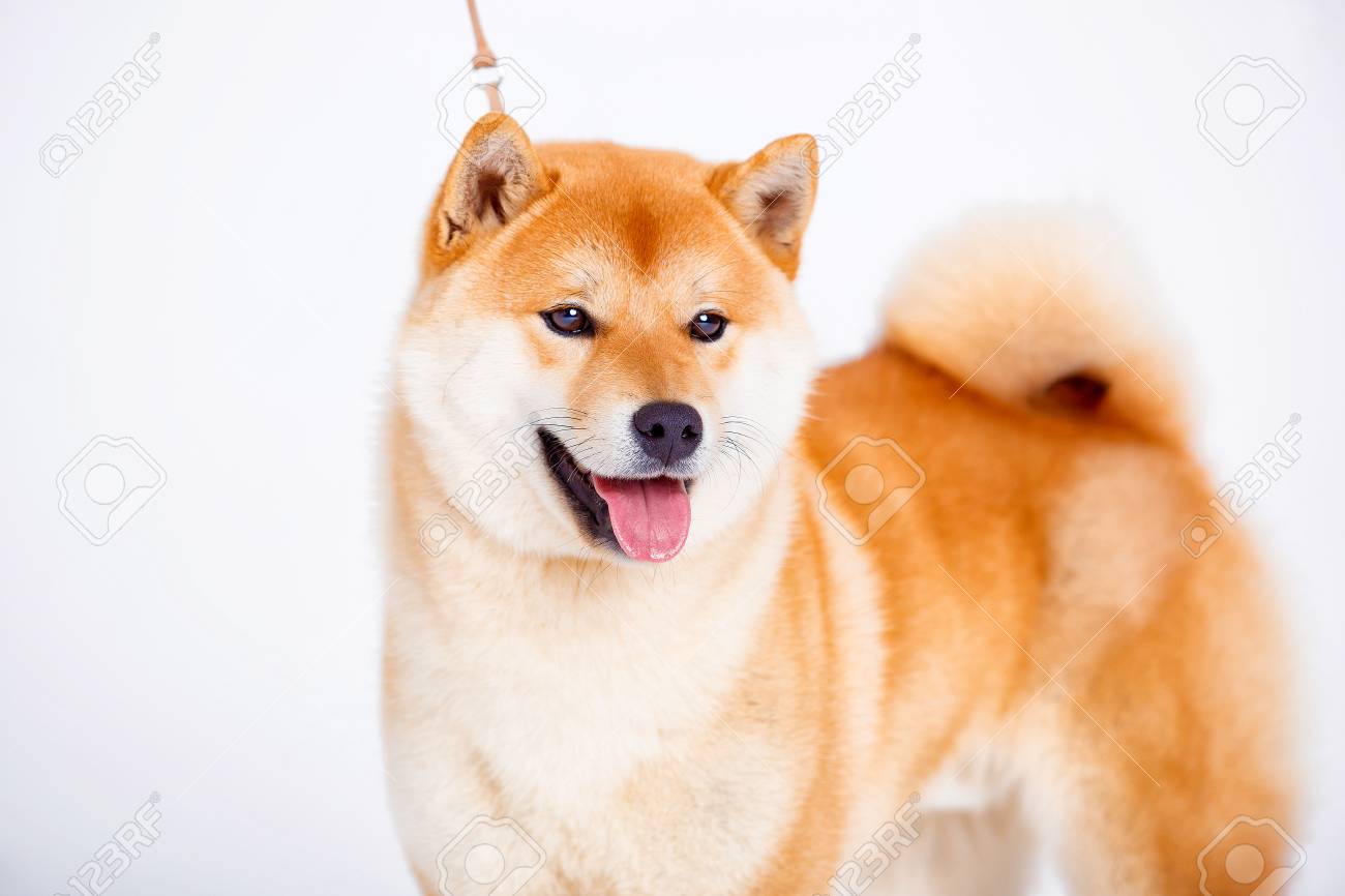 Japanischer Shiba Inu Hund Vor Einem Weissen Hintergrund Lizenzfreie Fotos Bilder Und Stock Fotografie Image 72407922