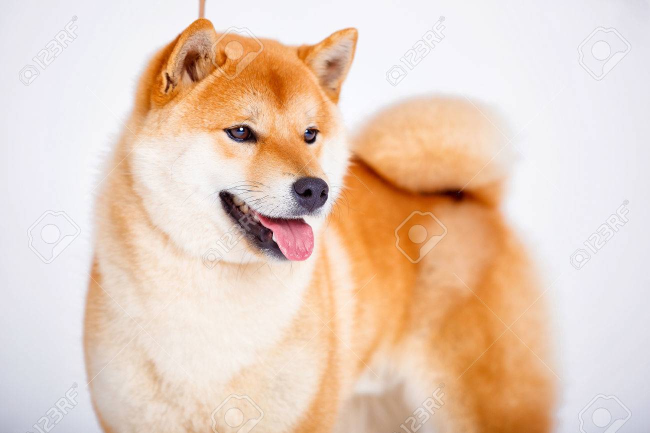 Japanischer Shiba Inu Hund Vor Einem Weissen Hintergrund Lizenzfreie Fotos Bilder Und Stock Fotografie Image 72407936