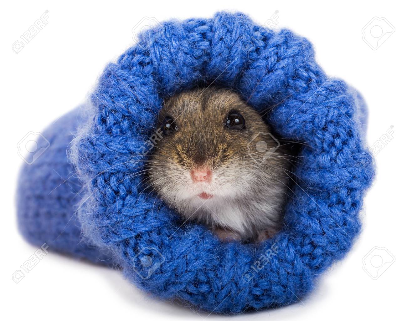 hamster in a sock